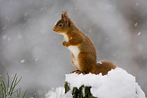 Red squirrel (Sciurus vulgaris) sitting on tree stump in snow, Glenfeshie, Cairngorms NP, Scotland, February 2009