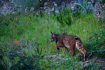 Wild Iberian lynx (Lynx pardinus) female, Sierra de Andújar Natural Park, Mediterranean woodland of Sierra Morena, north east Jaén Province, Andalusia, Spain, April 2009, Critically endangered