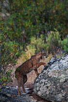 Wild Iberian lynx (Lynx pardinus) male, one year, climbing onto rock, Sierra de Andjar Natural Park, Mediterranean woodland of Sierra Morena, north east Jan Province, Andalusia, Spain, April 2009, Cri...