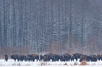European bison (Bison bonasus) in agricultural field, Bialowieza NP, Poland, February 2009