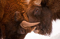 Two European bison (Bison bonasus) fighting, Bialowieza NP, Poland, February 2009. WWE INDOOR EXHIBITION.