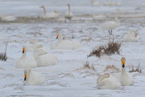 Whooper swans (Cygnus cygnus) sitting in snow, Lake Tysslingen, Sweden, March 2009