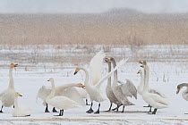 Whooper swans (Cygnus cygnus) adults and juveniles in snow, Lake Tysslingen, Sweden, March 2009