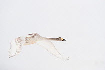 Whooper swan (Cygnus cygnus) immature adult in flight, Lake Tysslingen, Sweden, March 2009