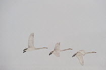 Three Whooper swans (Cygnus cygnus) in flight, Lake Tysslingen, Sweden, March 2009