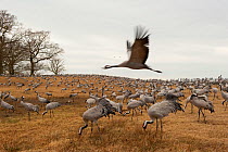 Common / Eurasian cranes (Grus grus) Lake Hornborga, Sweden, April 2009
