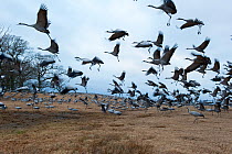 Common / Eurasian cranes (Grus grus) landing, Lake Hornborga, Sweden, April 2009