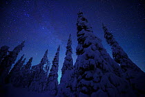 Snow covered conifers at night, Riisitunturi National Park, Finland, February 2009