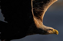 RF- White tailed sea eagle (Haliaeetus albicilla) in flight, Flatanger, Norway, June. (This image may be licensed either as rights managed or royalty free.)