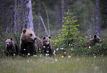 Eurasian brown bear (Ursus arctos) with three cubs, Suomussalmi, Finland, July 2008