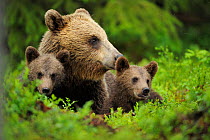 Eurasian brown bear (Ursus arctos) with two cubs, Suomussalmi, Finland, July 2008 WWE INDOOR EXHIBITION Wild Wonders kids book.