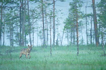 Eurasian / Grey wolf (Canis lupus) Kuhmo, Finland, July 2008