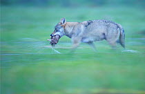 Eurasian / Grey wolf (Canis lupus) carrying food, Kuhmo, Finland, July 2008