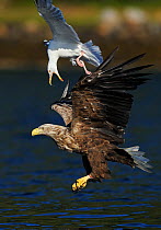 White tailed sea eagle (Haliaeetus albicilla) in flight being mobbed by Greater black backed gull (Larus maritimus) Flatanger, Norway, August 2008
