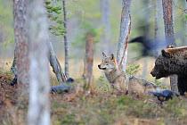 Eurasian brown bear (Ursus arctos) watching Eurasian / Grey wolf (Canis lupus) and Common ravens (Corvus corax) Kuhmo, Finland, September 2008