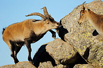 Male Iberian / Spanish ibex (Capra pyrenaica) scenting air with tongue, Gredos mountains, Spain, November 2008