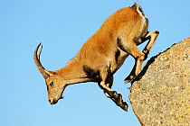 Female Spanish / Iberian ibex (Capra pyrenaica) jumping from rock, Gredos mountains, Spain, November 2008. WWE INDOOR EXHIBITION