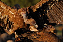 Two Griffon vultures (Gyps fulvus) fighting, Montejo de la Vega, Segovia, Castilla y Leon, Spain, March 2009