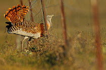 Male Great bustard (Otis tarda) caught in fence whilst displaying at a lek, La Serena, Extremadura, Spain, April 2009. Commended in THE WORLD IN OUR HANDS category, 2012 WILDLIFE PHOTOGRAPHER OF THE Y...