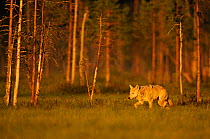 European / Grey wolf (Canis lupus) at sunset, Kuhmo, Finland, July 2009. WWE INDOOR EXHIBITION
