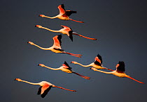 Greater flamingos (Phoenicopterus roseus) in flight, Camargue, France, April 2009. WWE INDOOR EXHIBITION