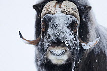 Muskox (Ovibos moschatus) with snow on face, Dovrefjell National Park, Norway, February 2009. WWE INDOOR EXHIBITION