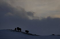 Three Muskox (Ovibos moschatus) silhouetted on horizon, Dovrefjell National Park, Norway, February 2009