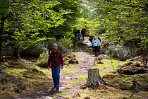 Walkers descending along the trail between Antarctic Beech and Bahia Lapataia, Tierra del Fuego National Park, Argentina, October 2006.