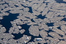 Pancakes of nilas ice with small and larger pancakes. Weddell Sea, October, Antarctica, October 2006.