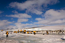 Yellow jacketed tourists visiting the Emperor Penguin (Aptenodytes forsteri) colony at Snow Hill Island Antarctica, October 2006.