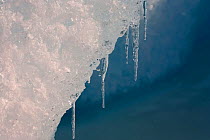 Icicles hang off a thawing iceberg in Antarctica, October 2006.