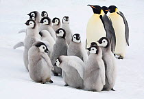 Curious Emperor penguin (Aptenodytes forsteri) chicks with adults in the Snow Hill Island colony. Antarctica, October 2006.