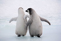 Two Emperor penguin (Aptenodytes forsteri) chicks walk away from the camera. Snow Hill Island. Antarctica, October.