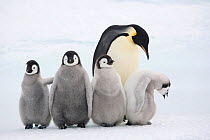 Four Emperor penguin (Aptenodytes forsteri) chicks with an adult at Snow Hill Island colony. Antarctica, October.