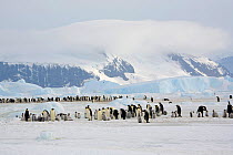 Snow Hill Emperor penguin (Aptenodytes forsteri) Colony with a backdrop of mountains and clouds. Antarctica, October.