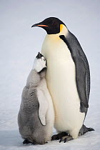 Emperor penguin (Aptenodytes forsteri) chick begging hard for food from a parent. Snow Hill Island, Antarctica, October.