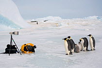 Tourist photographing a group of Emperor penguins (Aptenodytes forsteri). Snow Hill Island, Antarctica, October.