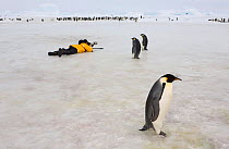 Tourist with an audience of Emperor penguins (Aptenodytes forsteri) as he takes pictures at the Snow Hill Island Colony. Antarctica, October.