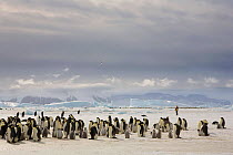Staff member at an Emperor penguin (Aptenodytes forsteri) colony by Snow Hill Island, with low cloud and old icebergs behind. Antarctica, October.