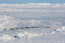 Emperor penguins (Aptenodytes forsteri) picking their way through pack ice as they return to the Colony, Snow Hill Island, Antarctica, October.