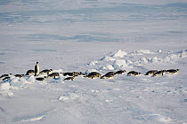 Emperor penguins (Aptenodytes forsteri) picking their way toboganning through pack ice as they return to the Colony, Snow Hill Island, Antarctica, October.