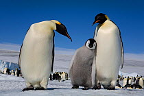 Emperor penguin (Aptenodytes forsteri) chick leaning on parent, Snow Hill Island, Antarctica, October.