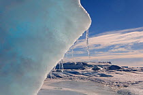 Melting icicles on thawing iceberg, Snow Hill Island, Antarctica, October 2006.