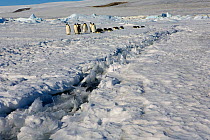 Emperor penguins (Aptenodytes forsteri) stop before crossing a lead in the ice. Snow Hill Island, Antarctica, October.