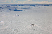 Just visible line of Emperor penguins (Aptenodytes forsteri) crossing a vast Antarctic landscape. Snow Hill Island, Antarctica, October.