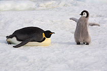 Emperor penguin (Aptenodytes forsteri) chick spreads tiny wings next to parent. Snow Hill. Antarctica, October.