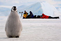 Emperor penguin (Aptenodytes forsteri) chick by a line of photographers. Snow Hill Island, Antarctica, October.