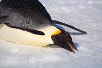 Thirsty Emperor penguin (Aptenodytes forsteri) eating snow. Snow Hill Island, Antarctica, October.