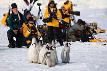 Emperor penguin (Aptenodytes forsteri) chicks pay little attention to wildlife photographers visiting the colony at Snow Hill Island, Antarctica, October 2006.