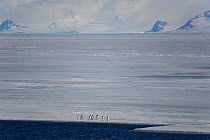Adelie penguins (Pygoscelis adeliae) on the edge of the fast ice in Antarctic Sound, Southern Ocean, Antarctica, October.
